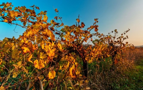 Αποζημιώσεις €18,8 εκατ. σε 8.600 παραγωγούς. Στήριξη στις καλλιέργειες που επλήγησαν για τρίτη συνεχόμενη χρονιά